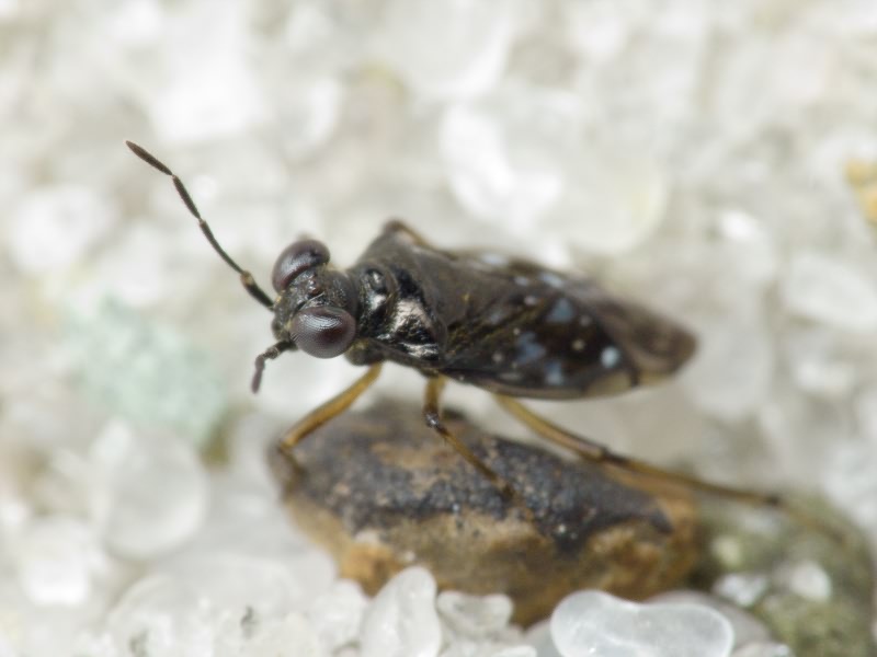 Chartoscirta cincta (Herrich-Schäffer, 1841)